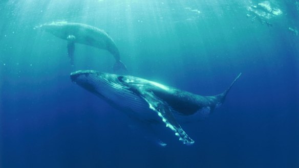 Baby humpbacks 'whisper' to mum, WA study reveals
