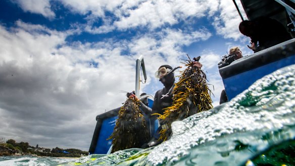 UNSW researchers hope the public support helps to replant Sydney's lost underwater forests. 
