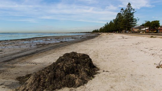 Altona smells strongly of seaweed - a salty, slightly fishy scent.