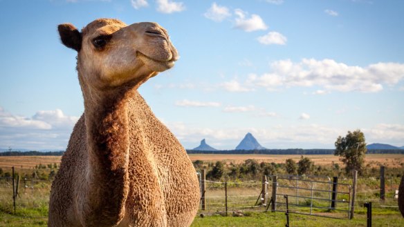 QCamels on the Sunshine Coast.