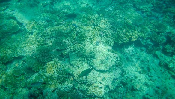 Warning signs: Coral bleaching on the Great Barrier Reef.