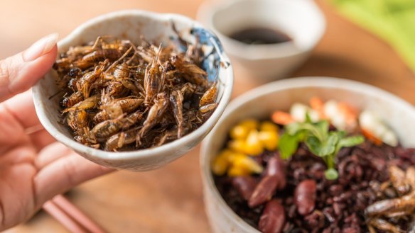 Edible insects and cockroaches are becoming almost mainstream. 