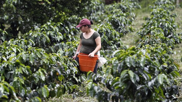 Labour shortage limits Colombian coffee crops as beans go unpicked