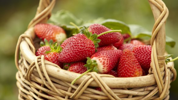 Strawberry picking at Sunny Ridge Strawberry Farm in the Mornington Peninsula. 