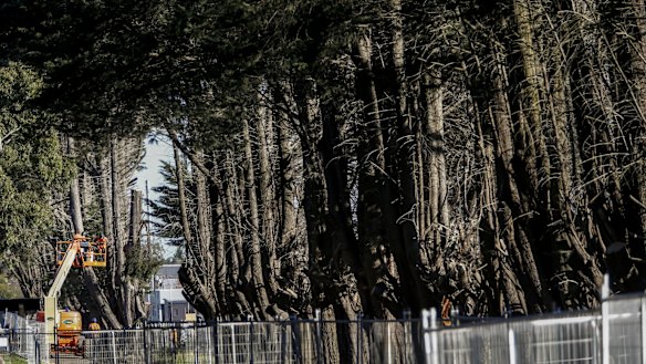 Blackburn residents pine as trees make way for crossing removal works