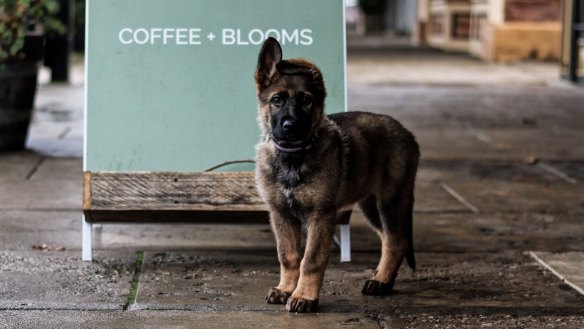 A four-legged customer at Tiny cafe in Beechworth.