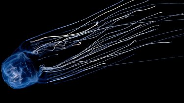 Box jellyfish were responsible for three fatalities between 2000 and 2013.