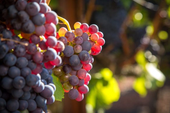 Rhone grape varieties such as grenache have made themselves right at home in Australia.