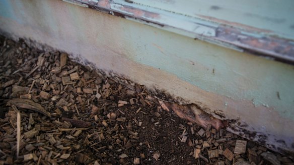 Exposed asbestos that was disintegrating on one of the houses that used to take up the site.