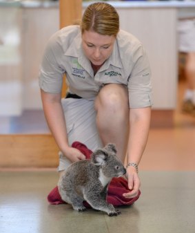 An Australia Zoo Wildlife Hospital vet nurse helps Peta the koala with her physiotherapy.