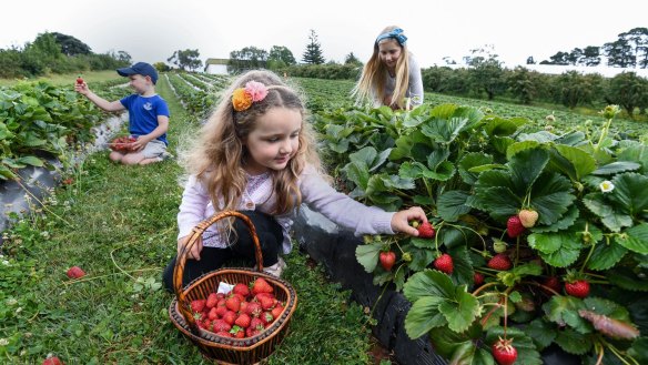 Ryley Stephen, Amber Stephen and Chloe Stephen picking strawberries at Blue Hills Berries & Cherries.