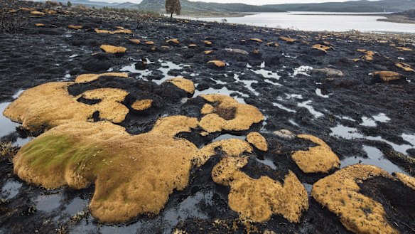 Cushion plant after the fire.
