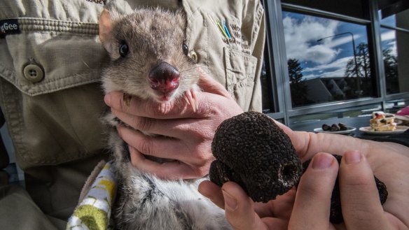 Brian the truffle-eating bettong at the launch of the 2018 Canberra Truffle festival.