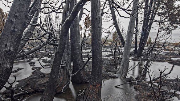 The fire that burnt these pencil pines was triggered by lightning strike.