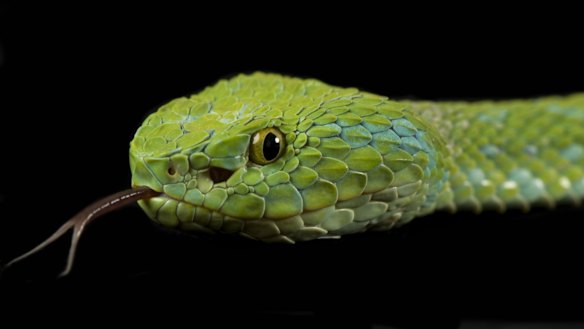 Fangs giving: How snake venom could hold the key to Alzheimer's treatment