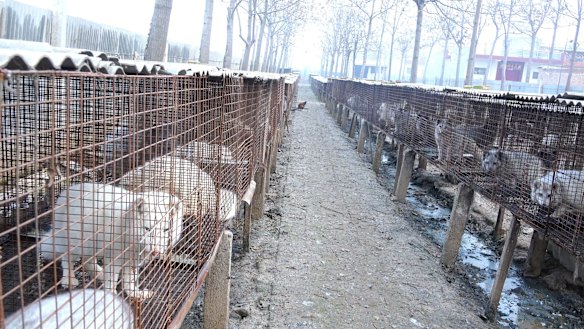 Rows of foxes suffer intense misery in cages at a fur farm.
