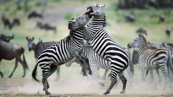 A zebra will run to safety when it hears a rustle in the bushes that may be a predator