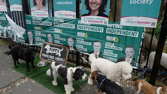 Dogs tied up outside Bondi Beach Public School in the electorate of Wentworth in Sydney.