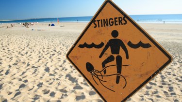 There have been a number of cases already this year of people being taken to hospital after marine stings.