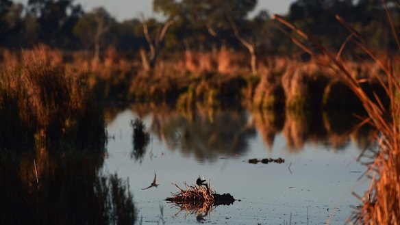 Environment flows are necessary to maintain the health of the rivers, including the Macquarie Marshes in western NSW. 