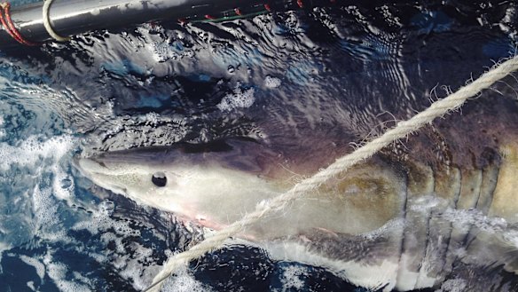 Smart drumlines allow for key shark species to be tagged, boosting researchers' understanding about the apex predators.