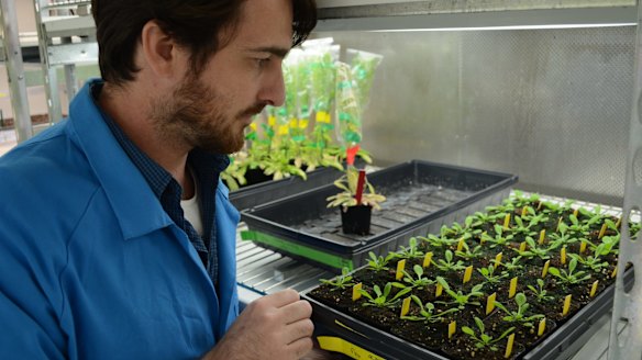 Dr Olivier Van Aken of the University of Western Australia gets up close and personal with his pet plants.