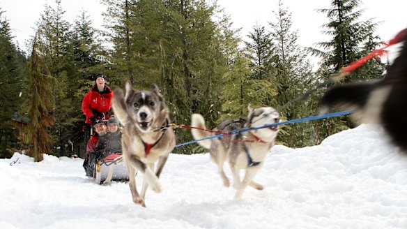 GO DOGSLEDDING

Fur trappers, traders and First Nations all used dog-powered sleds to traverse Canada's frozen wilderness. Thanks to Canadian Wilderness Adventures, you can too on a family-friendly dog sled ride in the Callaghan Valley. Help a professional musher harness and stage the Arctic-bred sled dogs, then learn the commands and try steering the six-dog team. Alternatively, just sit back and enjoy the ride through the valley's scenic old growth forest. Along the way, you'll visit an abandoned trapper's camp and learn more about the history of Canada's fur trappers.

See canadianwilderness.com