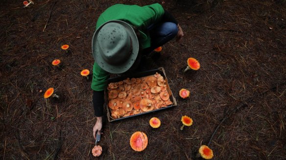 It pays to be very careful when foraging for mushrooms. Make a mistake and you could die.