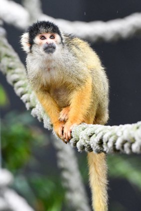 A squirrel monkey on the newly opened jungle walk at Taronga Zoo.