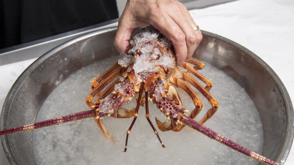  Live lobster is a popular choice at the seafood counter each Christmas.