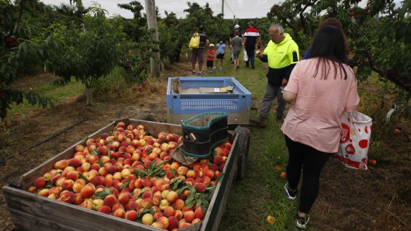 A freshly picked crate of peaches at Bilpana Fruit Bowl.