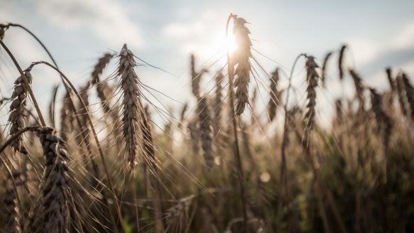 For most people, wheat is a nutritious food