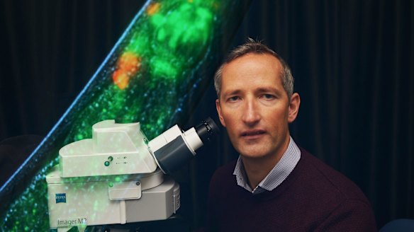 Tiny, glowing worm to unlock brain's secrets