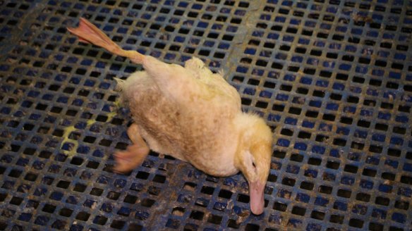 A photo of a lame duck in a Tinder Creek shed taken in late 2015.