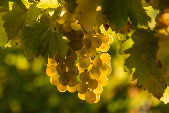 Semillon and sauvignon blanc have a long history together.