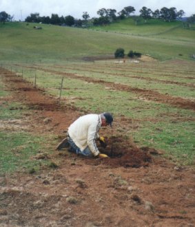 John Kane planting the first chestnut tree at TweenHills in 1997.