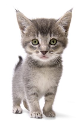 Kittens offered for free through online trading sites can often end up being used for nefarious purposes.