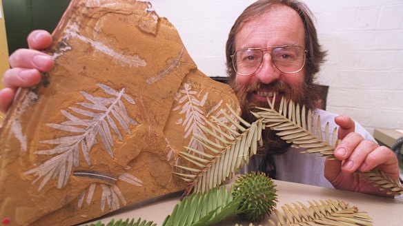 Ken Hill, a senior botanist at the Royal Botanic Gardens in 1994 with a 150-million-year-old Jurassic fossil of podozamites, the ancestor of the Wollemi pine.