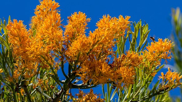 So, who's for an indigenous Christmas tree?
