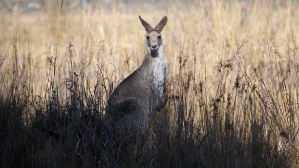An Eastern Grey kangaroo.
