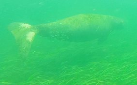 Spotted: A dugong in Merimbula Lake.