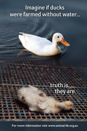 The Animal Liberation ad.