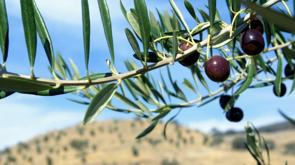 Australian growers produce about 20,000 tonnes of olive oil a year.