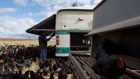 Mark Killen checks one of his buses for eggs, with about 2500 laid at the farm every day.
