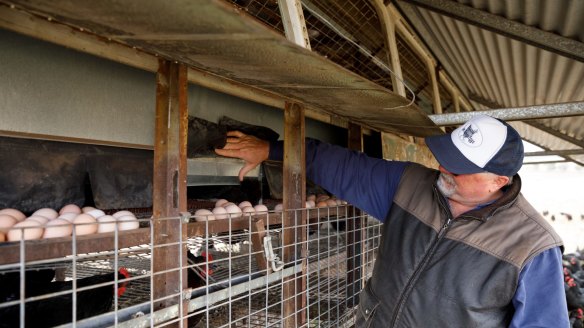 The 'open range' eggs sell for up to $15 a dozen.