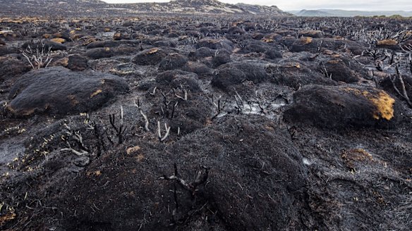 Hectares of burnt cushion plant.