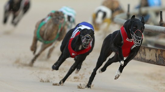 End of the race: With greyhound racing to shut down in NSW, what's to become of Wentworth Park?