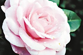 Camellias Victoria holds its annual camellia show in Mount Waverley on August 19 and 20. 