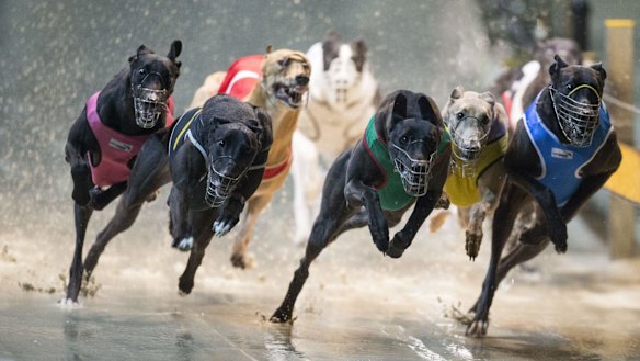 The government will spend $41 million to reform the greyhound industry.