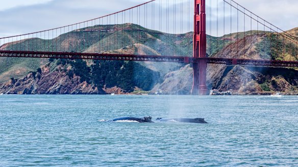 Look below the Golden Gate Bridge and you might spot marine mammals.